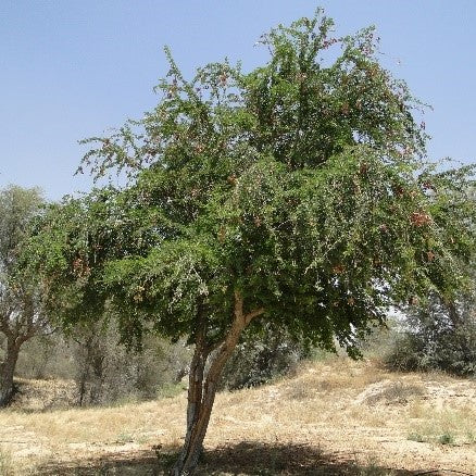 Pithecellobium dulce (تمر هندي، شوك مدراس) العائلة البقولية (اللوز الهندي)