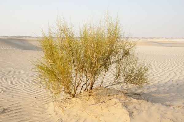 Haloxylon persicum bunge ex boiss