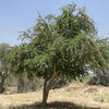 Pithecellobium dulce (Manila tamarind, Madras thorn)