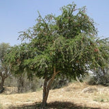 Pithecellobium dulce (Manila tamarind, Madras thorn)