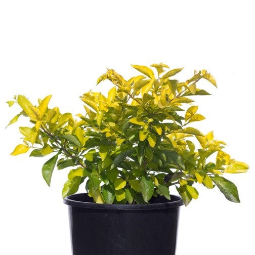 Duranta erecta gold (Golden Dew-Drop)