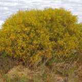Acacia ligulata (umbrella bush) Family Fabaceae (السنط الخيمي)