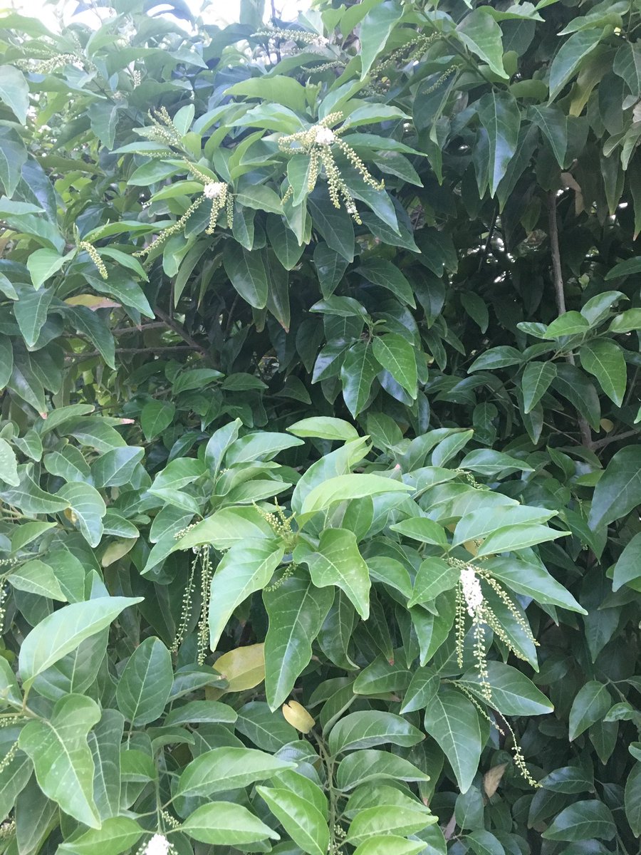 Jasminum suavissimum  (Australian  iasmine)