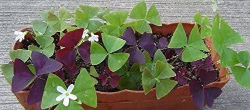 Oxalis triangularis (false shamrock-purple clover- butterfly plant ...