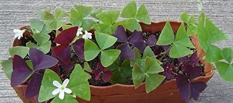 Oxalis triangularis (false shamrock-purple clover- butterfly plant)