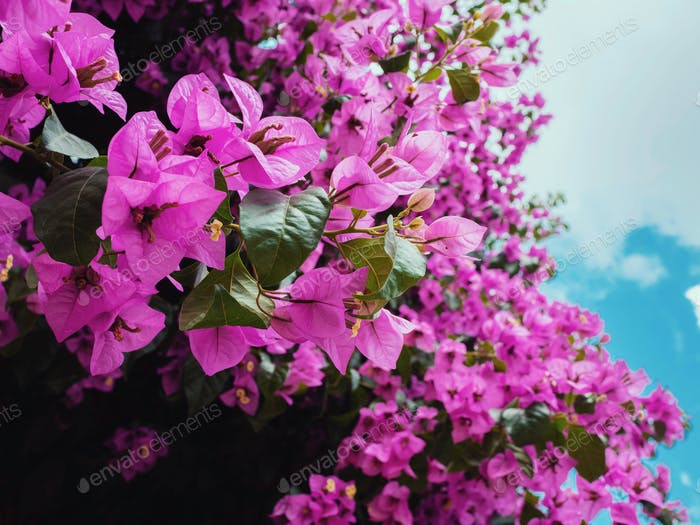 Bougainvillea Glabra