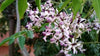 Melia Azedarach (chinaberry tree, Indian lilac)