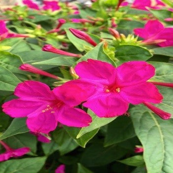 Mirabilis jalapa (four o'clock flower)