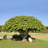 Ficus religiosa (sacred fig )