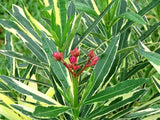 Nerium oleander (nerium-oleander)