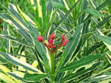 الدفلة 