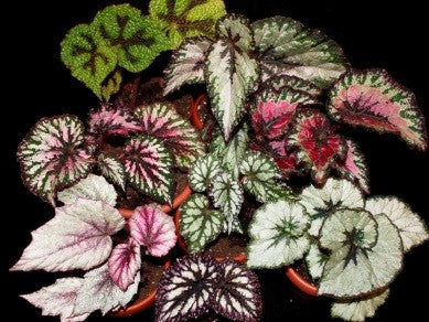 Begonia L. (Begonia rex)