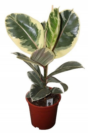 Ficus robusta varigata (tricolor)