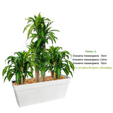 هدايا النباتات الداخلية - المجموعات النباتية 