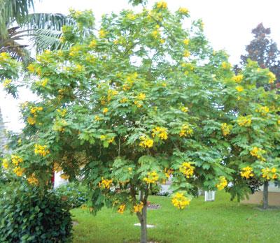 Cassia Italica