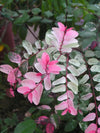 Breynia Disticha