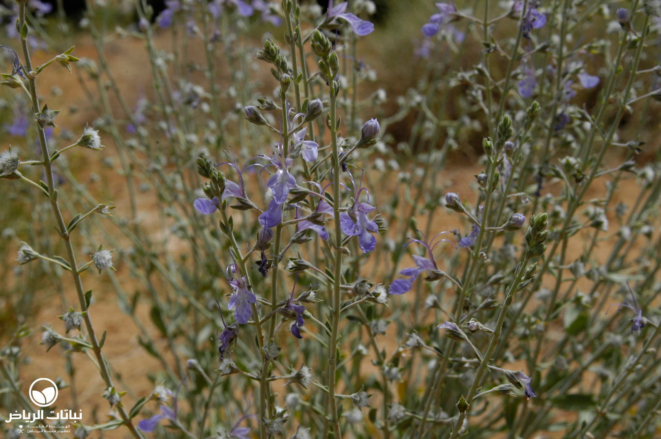 Teucrium Oliverianum