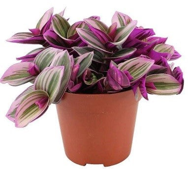 Tradescantia nanouk (Fantasy Venice)