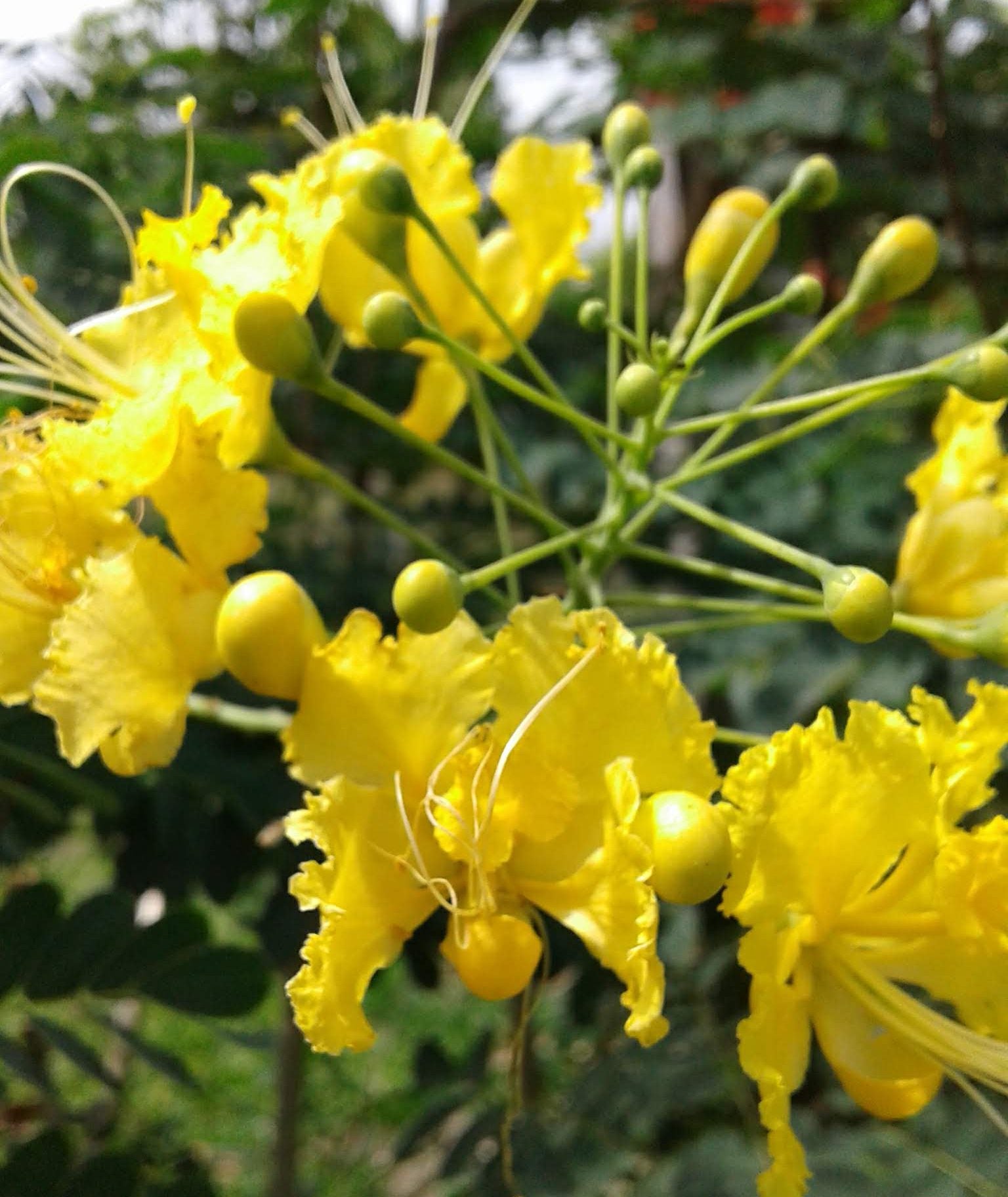 Caesalpinia Pulcherrima