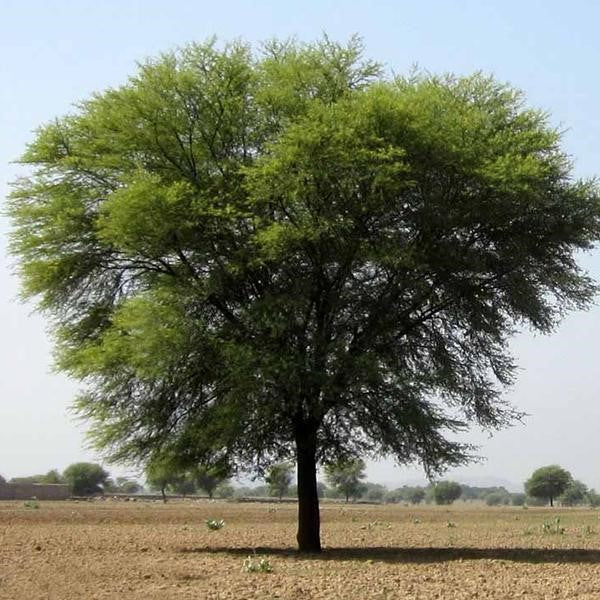 فاشيليا نيلوتيكا (شجرة الصمغ العربي) العائلة البقولية (السنط العربي)