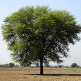 Vachellia nilotica (gum arabic tree) Family Fabaceae (السنط العربي)