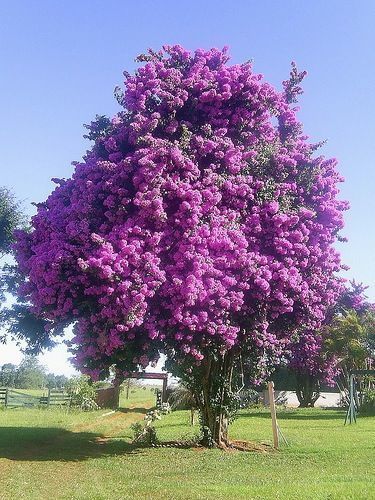 Bougainvillea Glabra