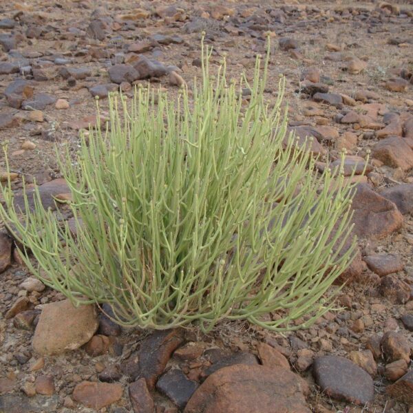 Euphorbia Larica