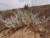 Bassia Eriophora