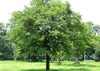 Tamarindus indica (Tamarind tree)