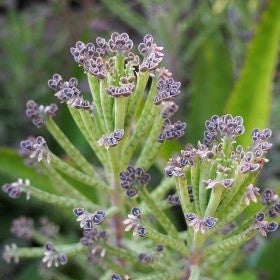 Kalanchoe delagoensis, (mother of millions)