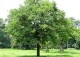 Tamarindus indica (Tamarind tree)