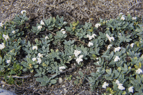 Heliotropium Crispum Deaf .syn .of heliotropium bacciferum