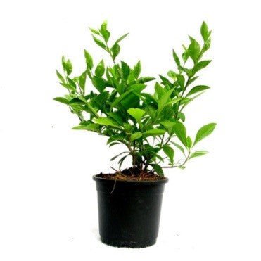 Duranta erecta green (skyflower)