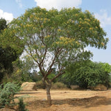 Acacia origena Family Fabaceae (الطلح)