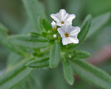 Heliotropium Crispum Deaf .syn .of heliotropium bacciferum