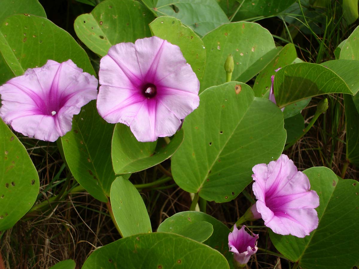 Ipomoea Pes-Caprae