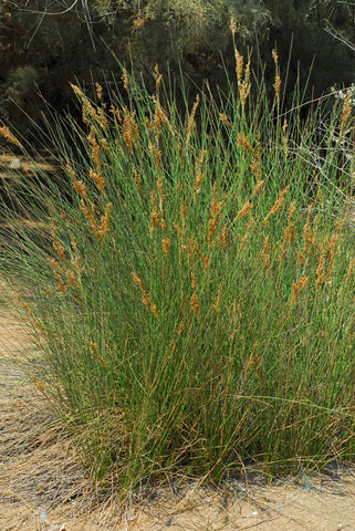 Juncus Rigidus Desf