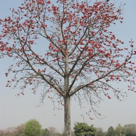 Bombax ceiba (أزهار شجرة القطن) العائلة Malvaceae ( شجرة الحرير)