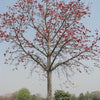 Bombax ceiba (cotton-tree flowers) Family Malvaceae (شجرة الحرير)