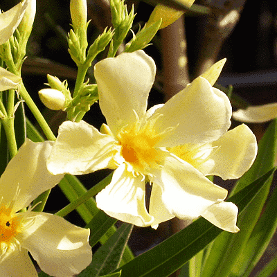 Nerium oleander (nerium-oleander)