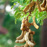 Tamarindus indica (Tamarind) Family Fabaceae  (تمر الهندي)