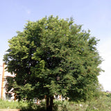 Tamarindus indica (Tamarind) Family Fabaceae  (تمر الهندي)