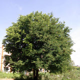 Tamarindus indica (Tamarind) Family Fabaceae (تمر الهندي)