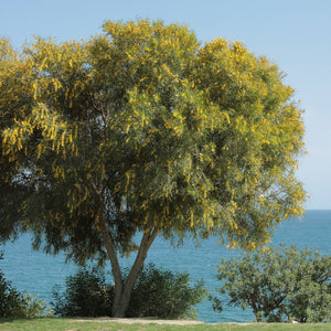 Acacia saligna (coojong, golden wreath wattle) Family Fabaceae (أكاسيا سالجنا)