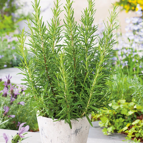 Rosmarinus officinalis (Rosemary)