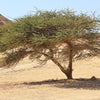 Acacia tortilis raddiana (Hayne subsp) Family Fabaceae  (السمر)