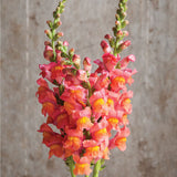 Snapdragon Flower