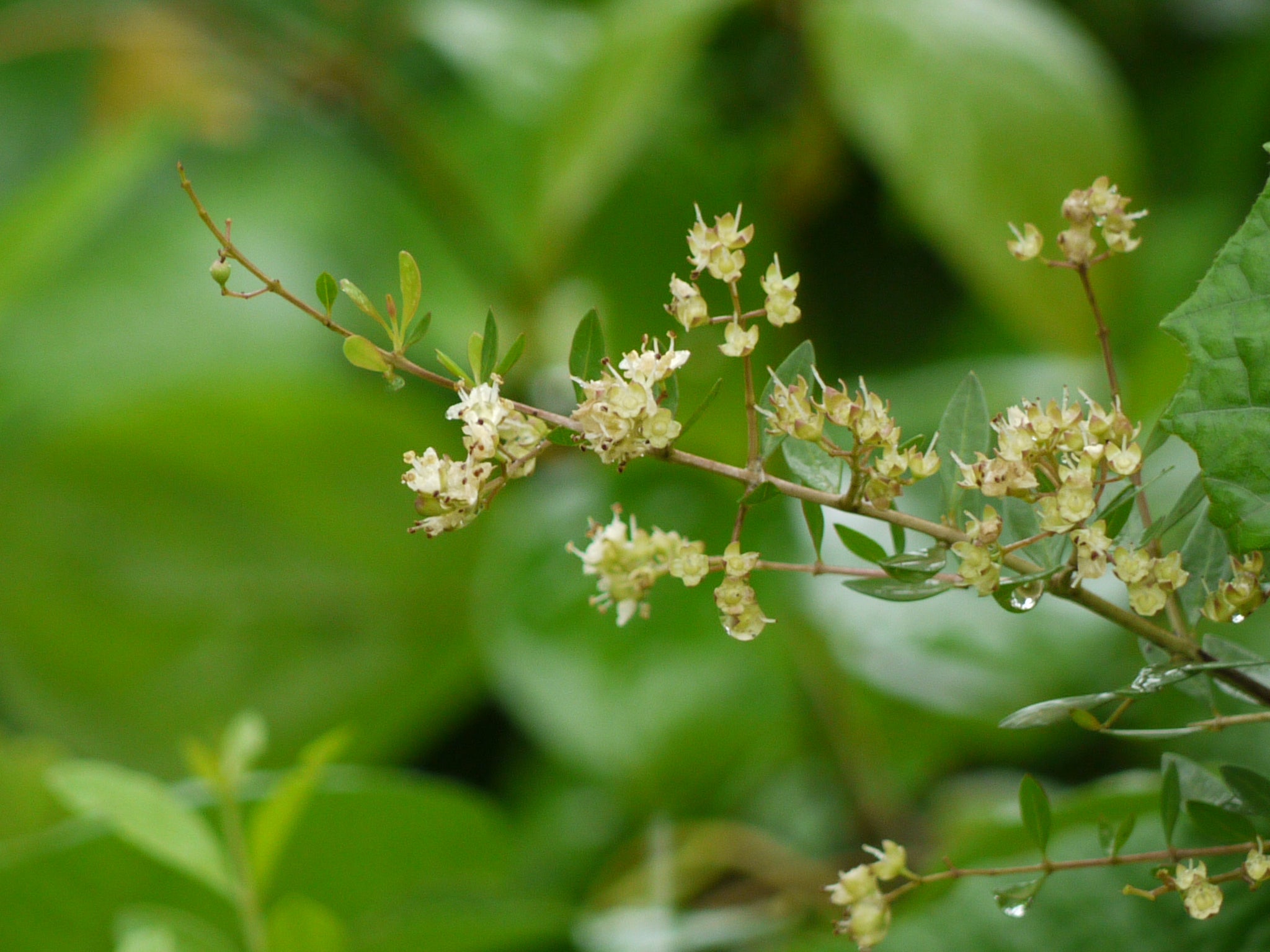 Lawsonia Inermis L