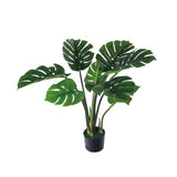 Monstera deliciosa (the Swiss Cheese plant)