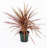 Dracaena Marginata Tricolor-Rainbow Tree